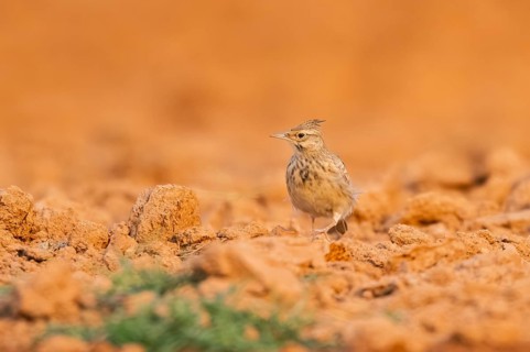 Theclal lark (Galerida theklae) on a farmers field, Belchite, Aragon, Saragossa, Spain