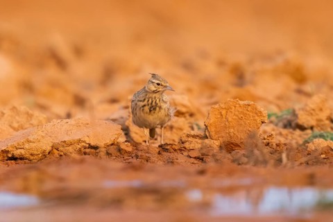Theclal lark (Galerida theklae) on a farmers field, Belchite, Aragon, Saragossa, Spain