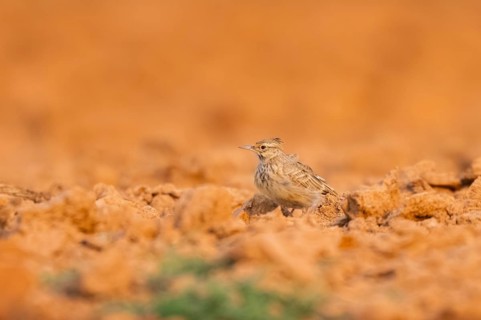 Theclal lark (Galerida theklae) on a farmers field, Belchite, Aragon, Saragossa, Spain