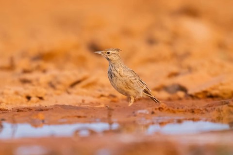 Theclal lark (Galerida theklae) on a farmers field, Belchite, Aragon, Saragossa, Spain