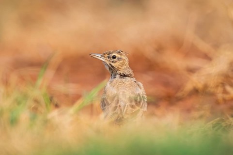 Theclal lark (Galerida theklae) on a farmers field, Belchite, Aragon, Saragossa, Spain