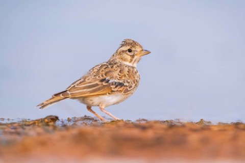 Theclal lark (Galerida theklae) on a farmers field, Belchite, Aragon, Saragossa, Spain