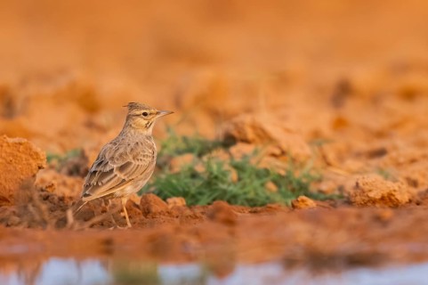 Theclal lark (Galerida theklae) on a farmers field, Belchite, Aragon, Saragossa, Spain