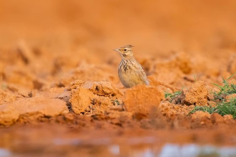 Theclal lark (Galerida theklae) on a farmers field, Belchite, Aragon, Saragossa, Spain