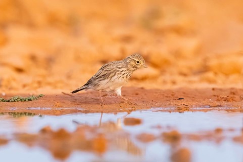 Meadow Pipit (Anthus pratensis) on a farmers field, Belchite, Aragon, Saragossa, Spain