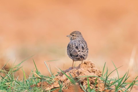Meadow Pipit (Anthus pratensis) on a farmers field, Belchite, Aragon, Saragossa, Spain