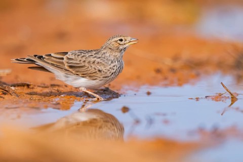 Meadow Pipit (Anthus pratensis) on a farmers field, Belchite, Aragon, Saragossa, Spain