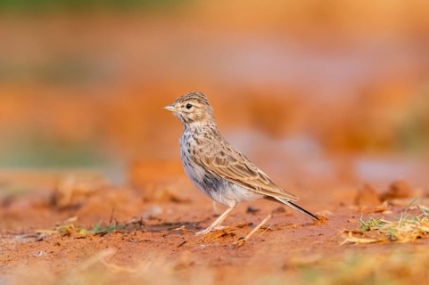 Meadow Pipit (Anthus pratensis) on a farmers field, Belchite, Aragon, Saragossa, Spain