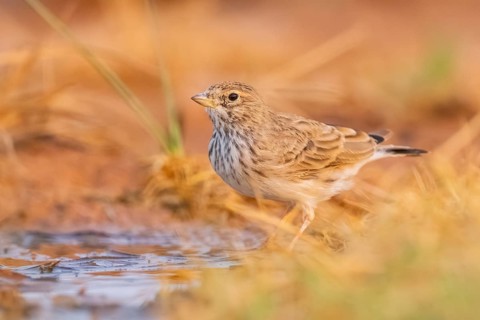 Meadow Pipit (Anthus pratensis) on a farmers field, Belchite, Aragon, Saragossa, Spain