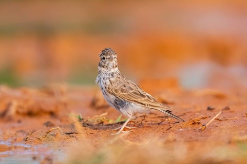 Meadow Pipit (Anthus pratensis) on a farmers field, Belchite, Aragon, Saragossa, Spain