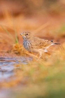 Meadow Pipit (Anthus pratensis) on a farmers field, Belchite, Aragon, Saragossa, Spain