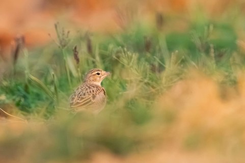 Meadow Pipit (Anthus pratensis) on a farmers field, Belchite, Aragon, Saragossa, Spain