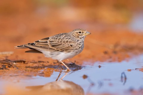 Meadow Pipit (Anthus pratensis) on a farmers field, Belchite, Aragon, Saragossa, Spain