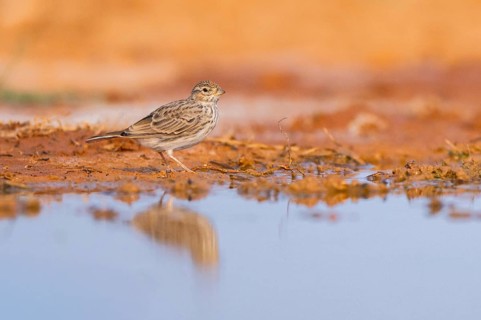 Meadow Pipit (Anthus pratensis) on a farmers field, Belchite, Aragon, Saragossa, Spain