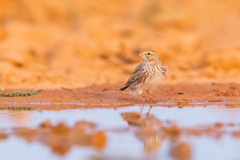 Meadow Pipit (Anthus pratensis) on a farmers field, Belchite, Aragon, Saragossa, Spain