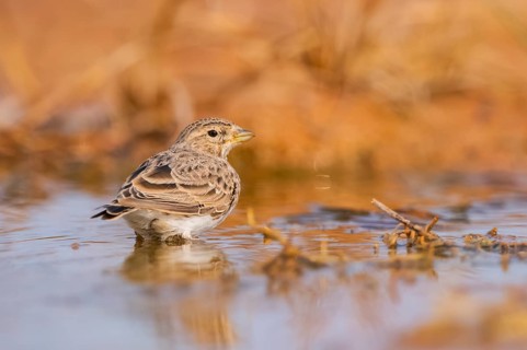 Meadow Pipit (Anthus pratensis) on a farmers field, Belchite, Aragon, Saragossa, Spain