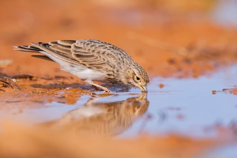 Meadow Pipit (Anthus pratensis) on a farmers field, Belchite, Aragon, Saragossa, Spain