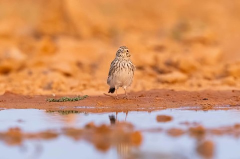 Meadow Pipit (Anthus pratensis) on a farmers field, Belchite, Aragon, Saragossa, Spain