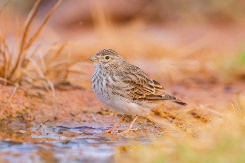 Meadow Pipit (Anthus pratensis) on a farmers field, Belchite, Aragon, Saragossa, Spain