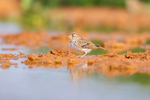 Meadow Pipit (Anthus pratensis) on a farmers field, Belchite, Aragon, Saragossa, Spain