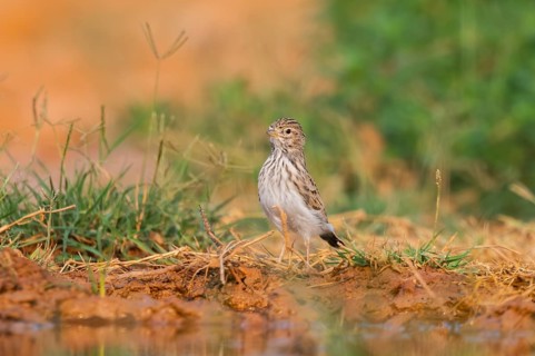 Meadow Pipit (Anthus pratensis) on a farmers field, Belchite, Aragon, Saragossa, Spain