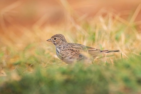 Meadow Pipit (Anthus pratensis) on a farmers field, Belchite, Aragon, Saragossa, Spain