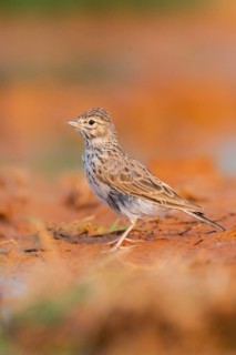Meadow Pipit (Anthus pratensis) on a farmers field, Belchite, Aragon, Saragossa, Spain