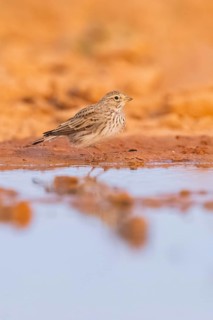 Meadow Pipit (Anthus pratensis) on a farmers field, Belchite, Aragon, Saragossa, Spain