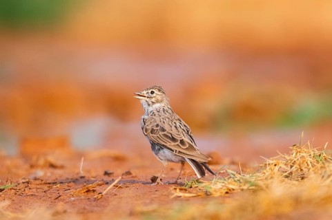 Meadow Pipit (Anthus pratensis) on a farmers field, Belchite, Aragon, Saragossa, Spain