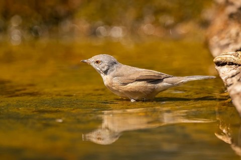 Western subalpine warbler (Curruca iberiae) at a water pool, Pinos, Solsona, Catalonia, Spain
