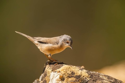 Western subalpine warbler (Curruca iberiae) sitting on a rock, Pinos, Solsona, Catalonia, Spain