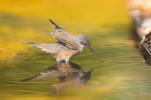 Western subalpine warbler (Curruca iberiae) at a water pool, Pinos, Solsona, Catalonia, Spain