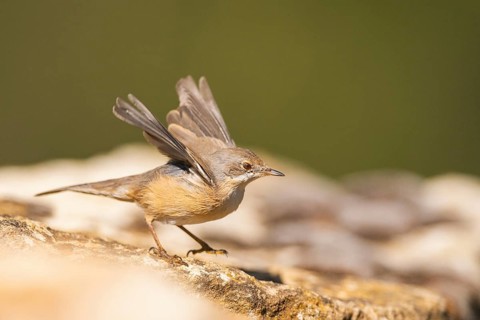 Western subalpine warbler (Curruca iberiae) sitting on a rock, Pinos, Solsona, Catalonia, Spain