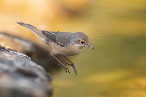 Western subalpine warbler (Curruca iberiae) at a water pool, Pinos, Solsona, Catalonia, Spain