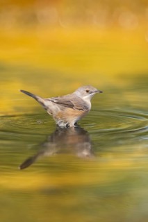 Western subalpine warbler (Curruca iberiae) at a water pool, Pinos, Solsona, Catalonia, Spain