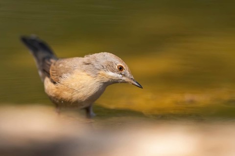 Western subalpine warbler (Curruca iberiae) at a water pool, Pinos, Solsona, Catalonia, Spain