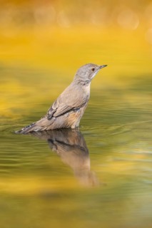 Western subalpine warbler (Curruca iberiae) at a water pool, Pinos, Solsona, Catalonia, Spain