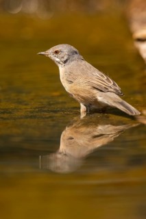 Western subalpine warbler (Curruca iberiae) at a water pool, Pinos, Solsona, Catalonia, Spain