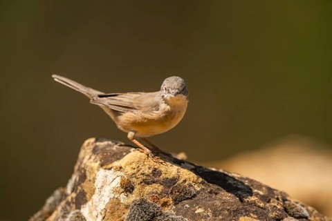 Western subalpine warbler (Curruca iberiae) sitting on a rock, Pinos, Solsona, Catalonia, Spain