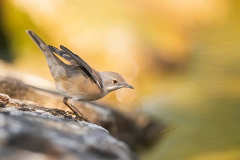 Western subalpine warbler (Curruca iberiae) sitting on a rock, Pinos, Solsona, Catalonia, Spain