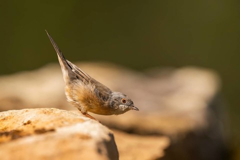 Western subalpine warbler (Curruca iberiae) sitting on a rock, Pinos, Solsona, Catalonia, Spain