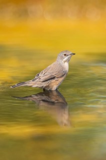 Western subalpine warbler (Curruca iberiae) at a water pool, Pinos, Solsona, Catalonia, Spain
