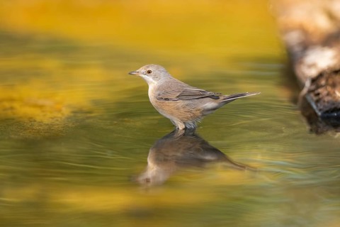 Western subalpine warbler (Curruca iberiae) at a water pool, Pinos, Solsona, Catalonia, Spain