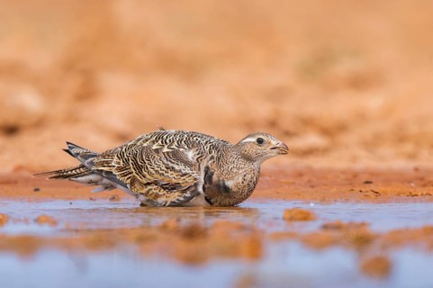Black-bellied Sandgrouse (Pterocles orientalis) on a farmers field, Belchite, Aragon, Saragossa,