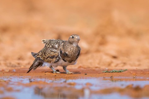 Black-bellied Sandgrouse (Pterocles orientalis) on a farmers field, Belchite, Aragon, Saragossa,