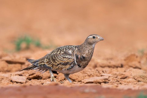 Black-bellied Sandgrouse (Pterocles orientalis) on a farmers field, Belchite, Aragon, Saragossa,