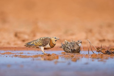 Pin-tailed Sandgrouse (Pterocles alchata) and Black-bellied Sandgrouse (Pterocles orientalis) at a