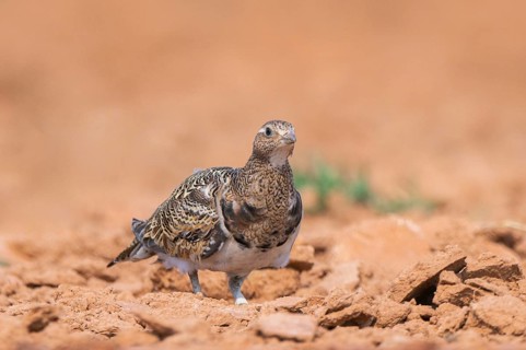 Black-bellied Sandgrouse (Pterocles orientalis) on a farmers field, Belchite, Aragon, Saragossa,