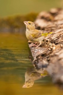 European greenfinch (Chloris chloris) at a water pool, Pinos, Solsona, Catalonia, Spain