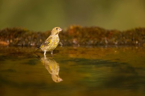 European greenfinch (Chloris chloris) at a water pool, Pinos, Solsona, Catalonia, Spain